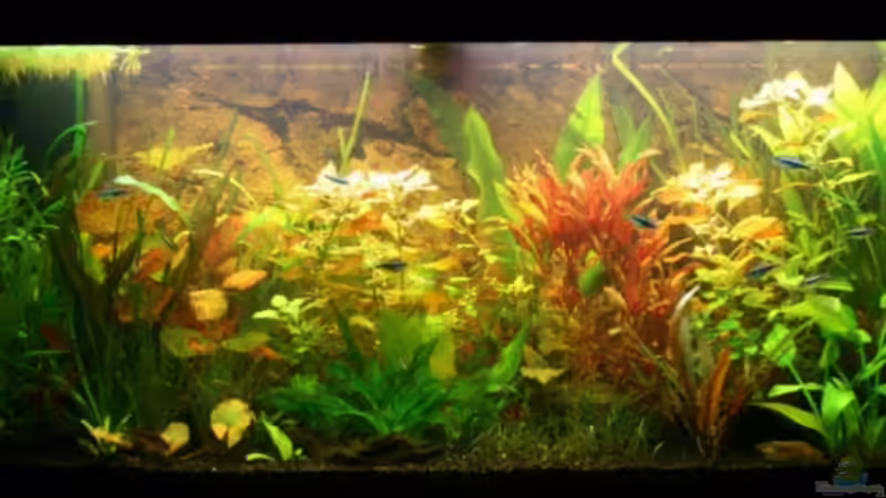 Aquarium Hauptansicht von Becken 10793
