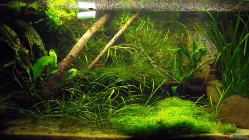 Aquarium Hauptansicht von Becken 10794 von Christian J. (1)