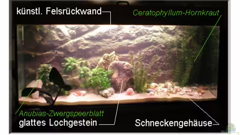 Aquarium Hauptansicht von Becken 108
