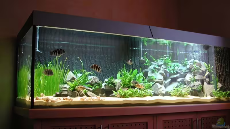 Aquarium Hauptansicht von Becken 1084 von Chegwidden (1)