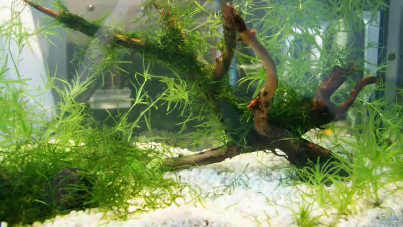 Aquarium Hauptansicht von Becken 10862 von Yusui (1)