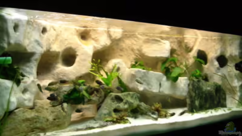 Aquarium Hauptansicht von Becken 10874 von Enrico Müller (1)