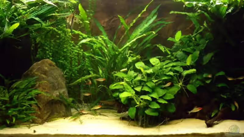 Aquarium Hauptansicht von Becken 10902 nur noch als Beispiel