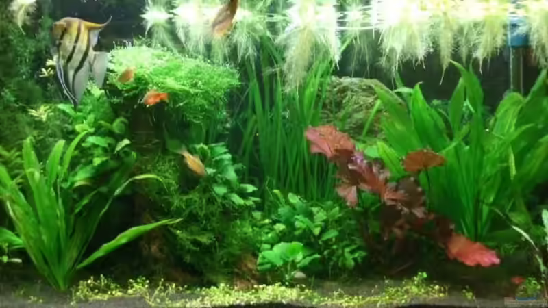 Aquarium Hauptansicht von Becken 10904 von Sharky