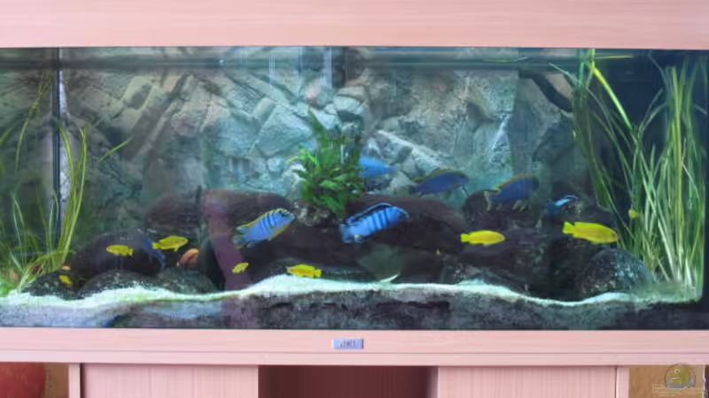Aquarium Hauptansicht von Becken 10926
