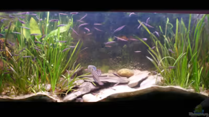 Aquarium Hauptansicht von Becken 10932 von Channa667 (1)