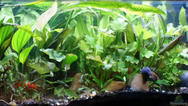 Aquarium Hauptansicht von Becken 10934