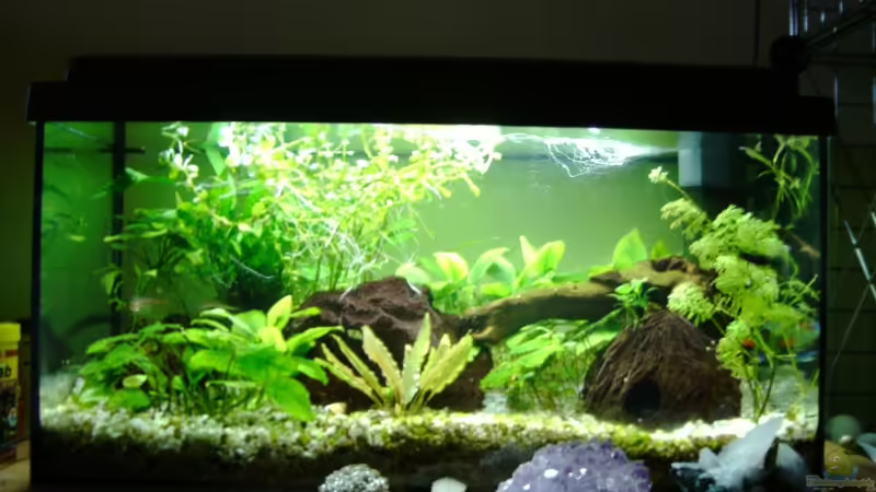 Aquarium Hauptansicht von Becken 10949