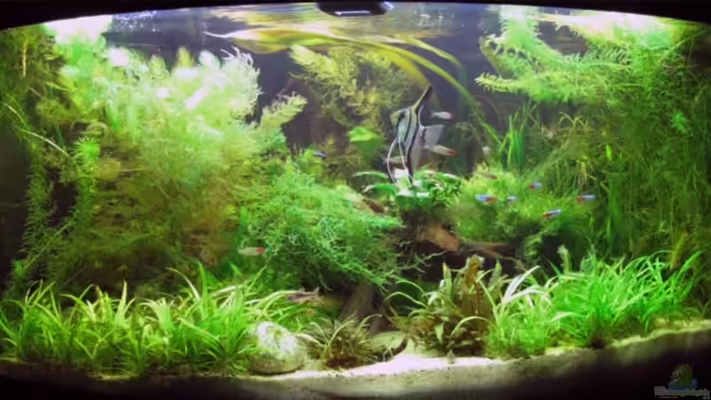 Aquarium Hauptansicht von Becken 10950 von Daniel Scherrer (1)