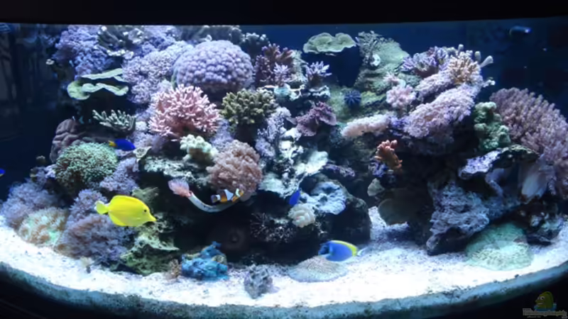 Aquarium Hauptansicht von Becken 10953 von Sascha Held (1)