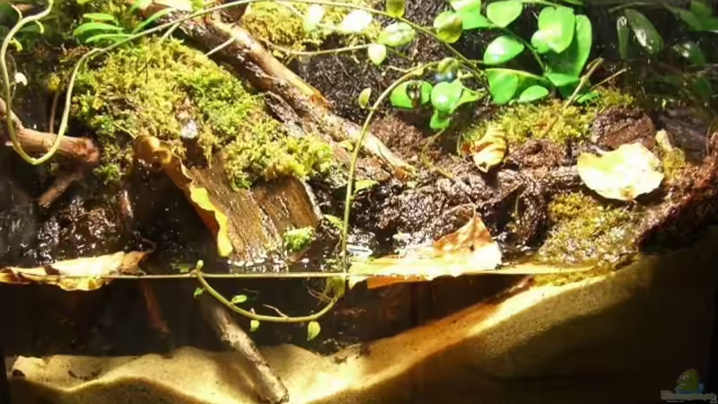 Aquarium Hauptansicht von Becken 10963