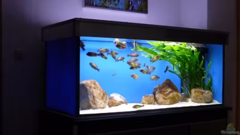 Aquarium Hauptansicht von Becken 10971