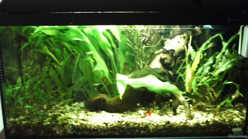 Aquarium Hauptansicht von Becken 10976 von magdeburger (1)