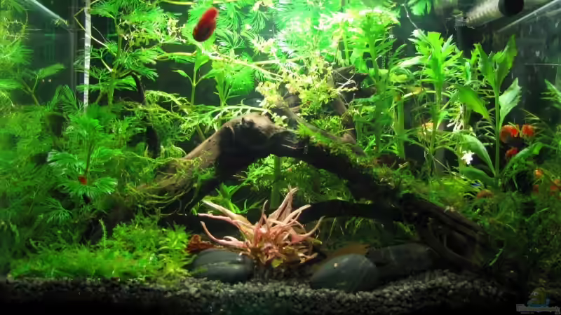 Aquarium Hauptansicht von Becken 10988 von gruenet (1)