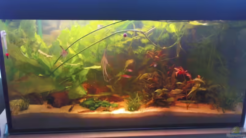 Aquarium Hauptansicht von Becken 10994 von Maria Dicke (1)