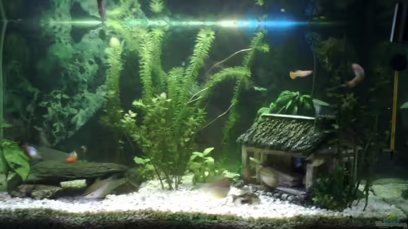 Aquarium Hauptansicht von Becken 10997 von Niklas Jäschke (1)