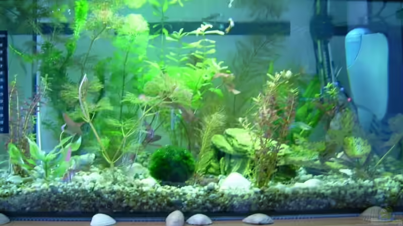 Aquarium Hauptansicht von Becken 10999 von Belvina (1)