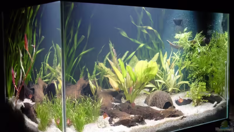 Aquarium Hauptansicht von Becken 11006