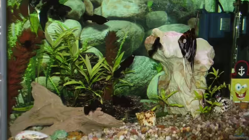 Aquarium Hauptansicht von Becken 11023 von Christoph Schröter (1)