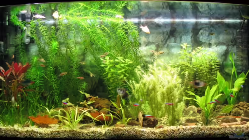 Aquarium Hauptansicht von Becken 11030 von miroba