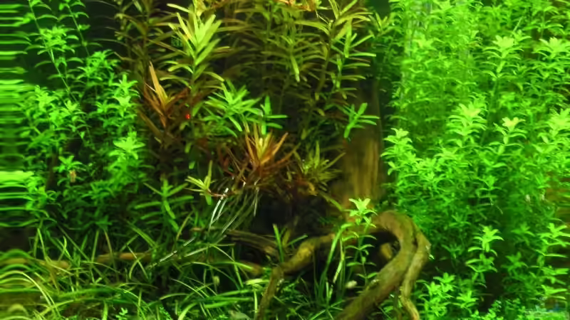 Aquarium Hauptansicht von Becken 11047