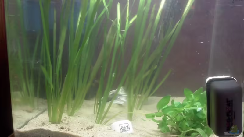 Aquarium Hauptansicht von Becken 11050