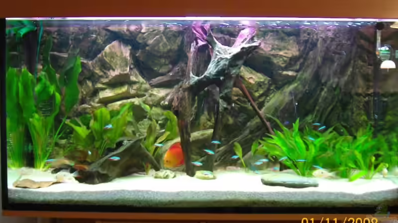 Aquarium Hauptansicht von Becken 11067 von Lini