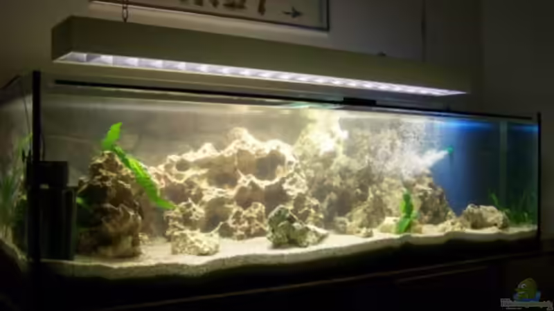 Aquarium Hauptansicht von Becken 11069 von Andy Hurm (1)