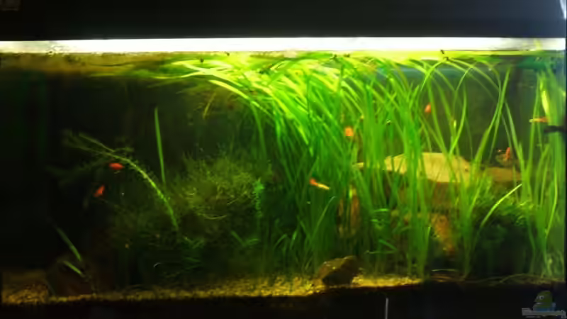 Aquarium Hauptansicht von Becken 11081 von Fabse (1)