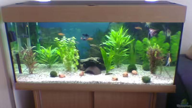 Aquarium Hauptansicht von Becken 11096 von James Theunißen (1)