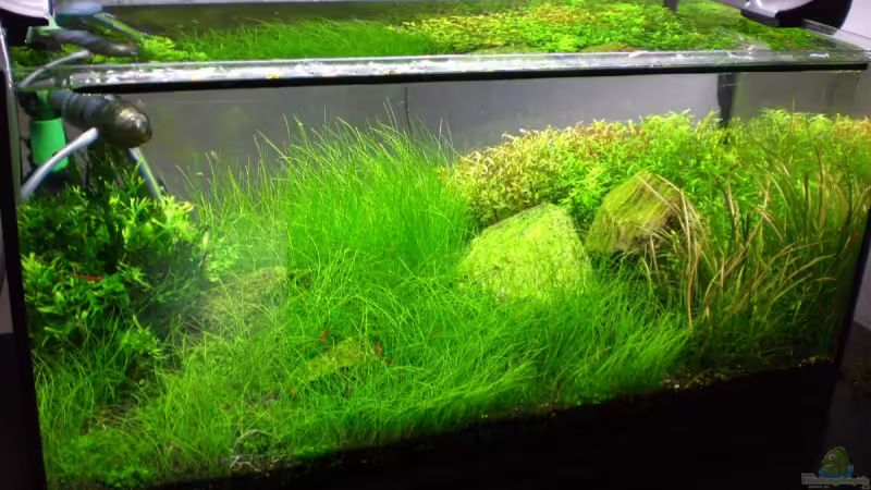 Aquarium Hauptansicht von Becken 11113 von Bob M. (1)