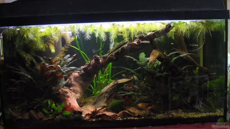Aquarium Hauptansicht von Becken 11114