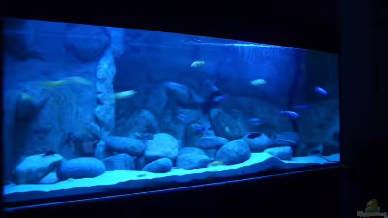 Aquarium Hauptansicht von Becken 11118 von Republic of Lake Malawi (1)