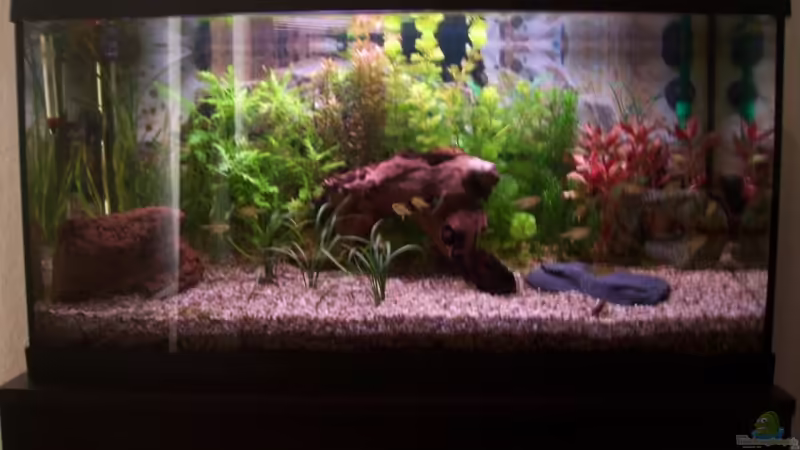 Aquarium Hauptansicht von Becken 11121 von Moritz Tiegs (1)