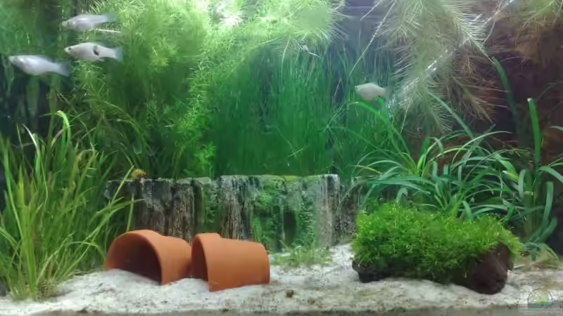 Aquarium Hauptansicht von Becken 11126 von Mr. Crabs (1)