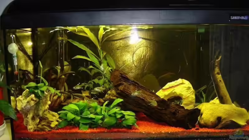 Aquarium Hauptansicht von Becken 1113 von Michael Dix (1)