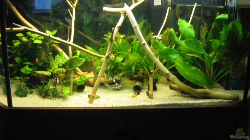 Aquarium Hauptansicht von Becken 11130 von TNTLogge (1)