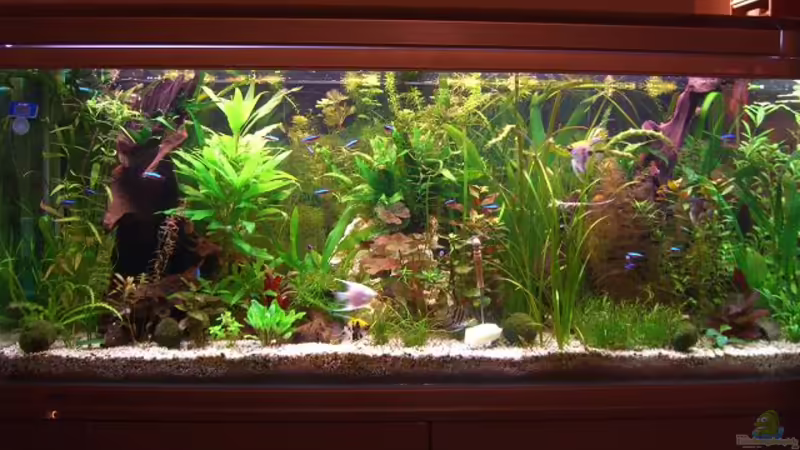 Aquarium Hauptansicht von Becken 11159