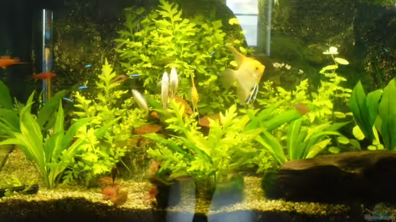 Aquarium Hauptansicht von Becken 11168