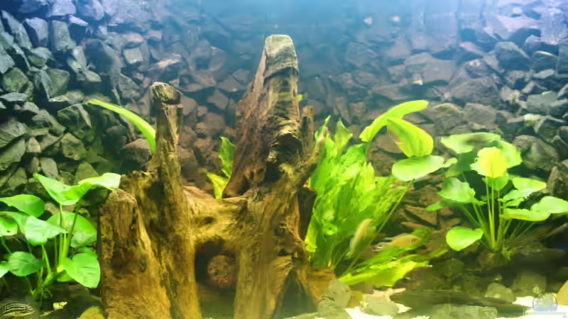 Aquarium Hauptansicht von Becken 11170 von Alexander Stein (1)