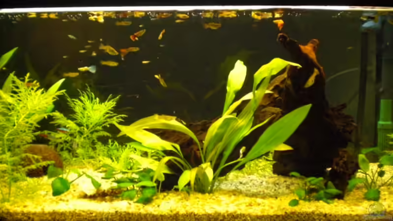 Aquarium Hauptansicht von Becken 11180