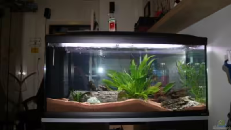 Aquarium Hauptansicht von Becken 11186 von Taki (1)