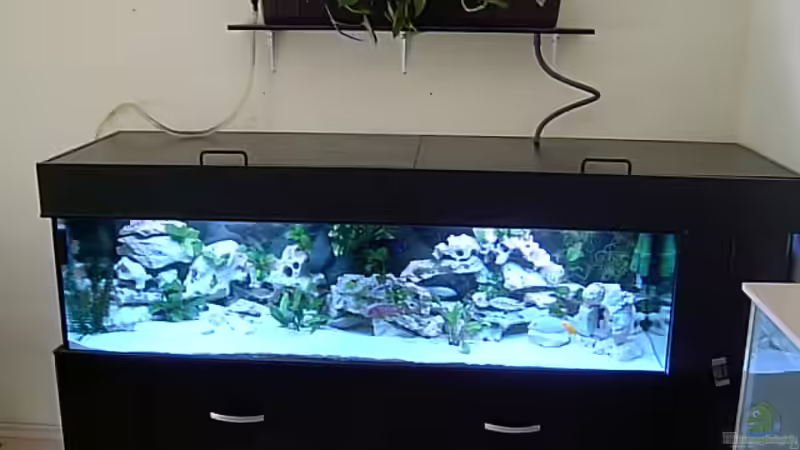 Aquarium Hauptansicht von Becken 1120 von Steffen Langer (1)