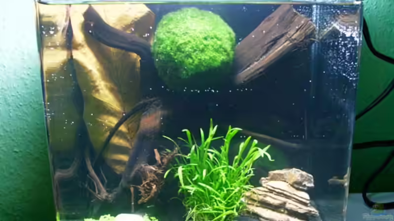 Aquarium Hauptansicht von Becken 11224 von s_susie