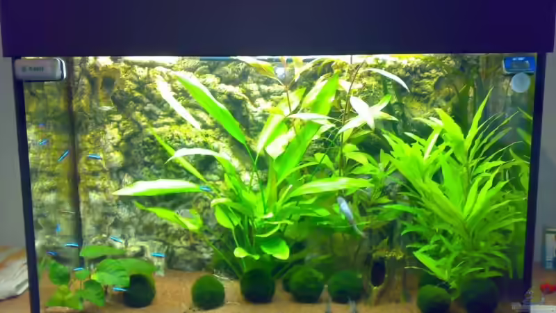 Aquarium Hauptansicht von Becken 11230