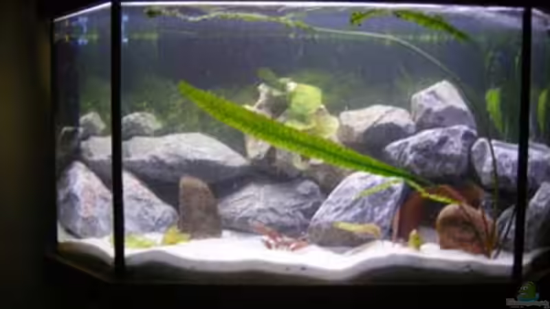 Aquarium Hauptansicht von Becken 11234 von malawiwolf (1)