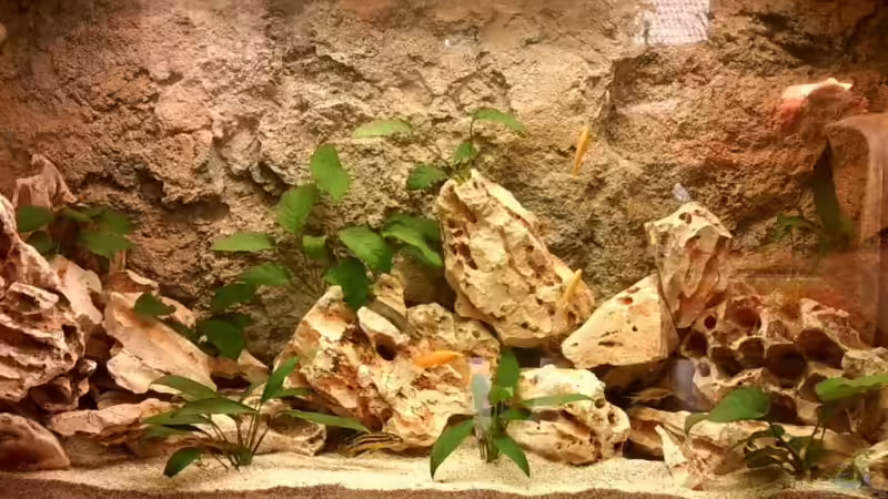 Aquarium Hauptansicht von Becken 1124