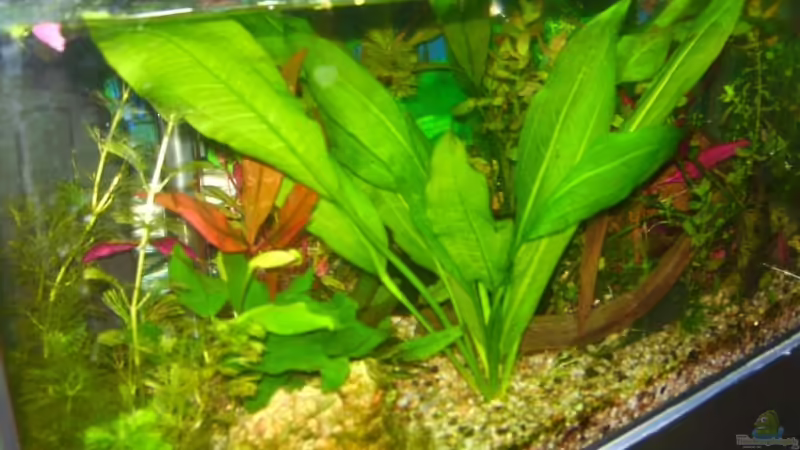 Aquarium Hauptansicht von Becken 11244 von wert (1)