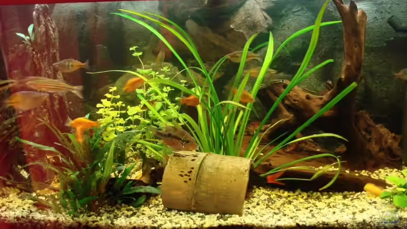 Aquarium Hauptansicht von Becken 11250 von Hugo (1)