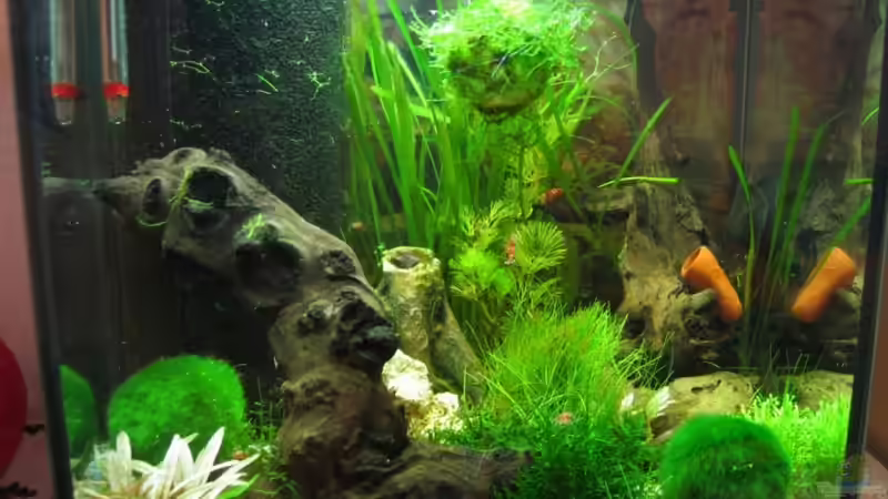 Aquarium Hauptansicht von Becken 11254